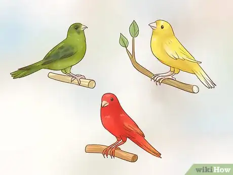 Image titled Know if a Canary Is Right for You Step 2