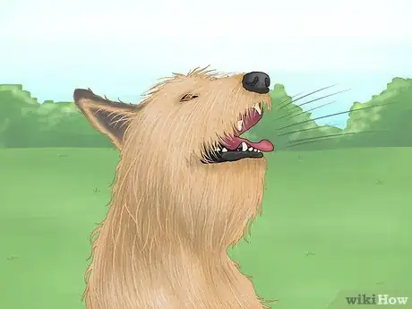 Image titled Identify a Berger Picard Step 15