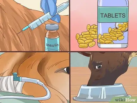 Image titled Diagnose Metabolic Disease in Older Dogs Step 9