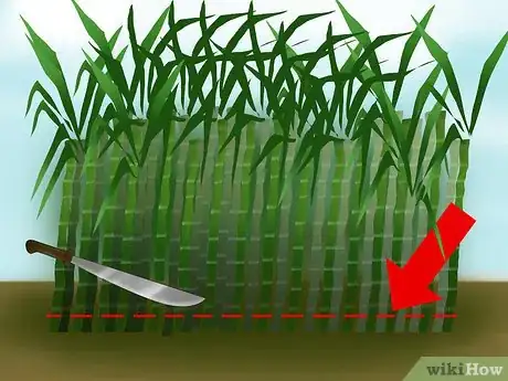Image titled Harvest Sugar Cane Step 2