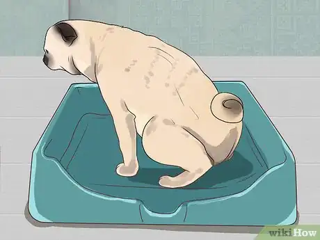 Image titled Support a Dog with Dementia Step 14