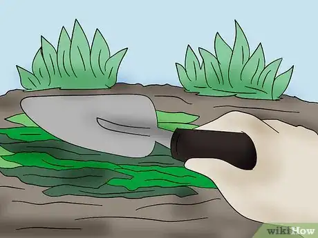 Image titled Use Seaweed in the Garden Step 6