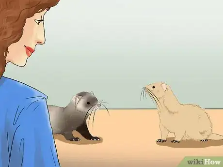 Image titled Raise Ferrets Together Step 2