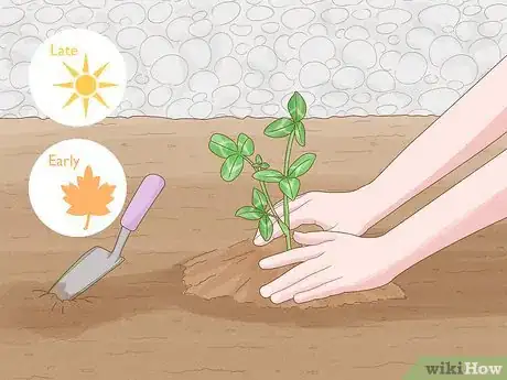 Image titled Grow Red Clover Step 1