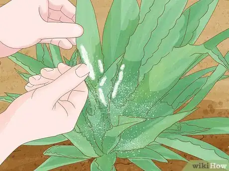 Image titled Grow Agave Plants Step 16