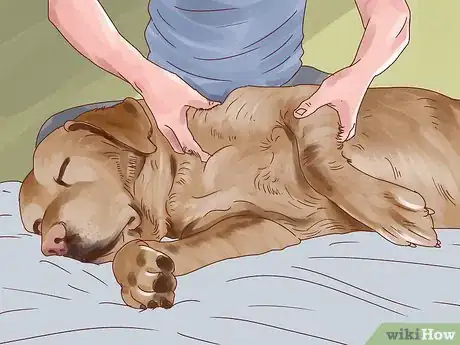 Image titled Help Your Dog Through Physical Therapy Step 3