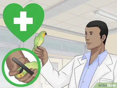 Image titled Keep a Conure Groomed Step 11