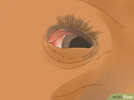 Image titled Care for a Foal Step 13