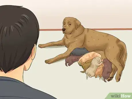Image titled Select a Labrador Retriever Step 11