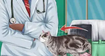 Make Vet Visits Less Stressful for Your Cat