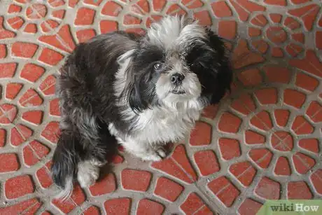 Image titled Get Your Dog to Stop Playing Fetch With You Step 4