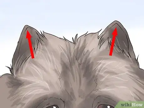 Image titled Identify a Keeshond Step 4