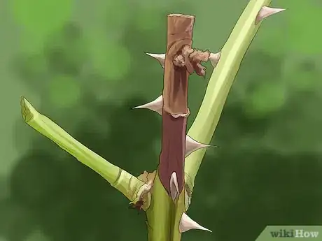 Image titled Grow Ivy Step 25