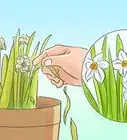 Grow Jonquils