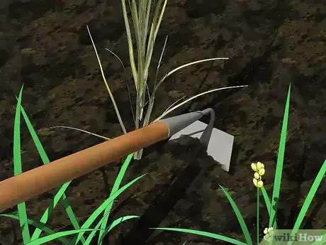 Image titled Control Johnson Grass Step 13