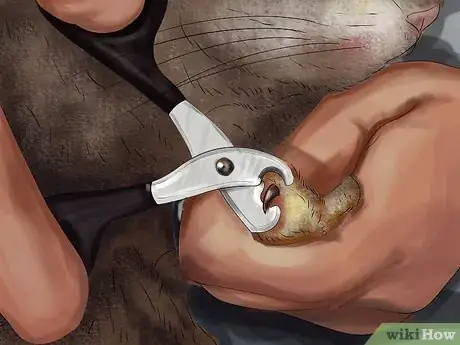 Image titled Choose Nail Trimmers for Your Cat Step 6