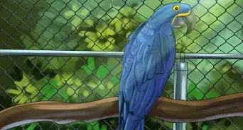 Care for a Hyacinth Macaw