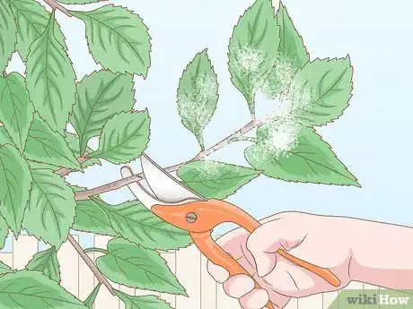 Image titled Trim Weeping Cherry Step 8