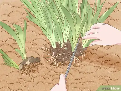 Image titled Grow Bearded Irises Step 15