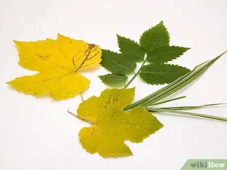 Image titled Arrange Foliage Step 1