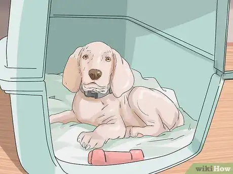 Image titled Have a Happy Weimaraner Step 4