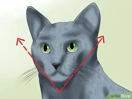 Image titled Identify a Russian Blue Step 5