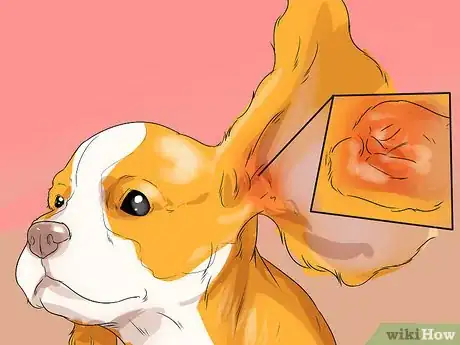 Image titled Diagnose Ear Infections in Cocker Spaniels Step 6