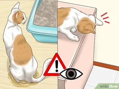 Image titled Treat a Limping Cat Step 6