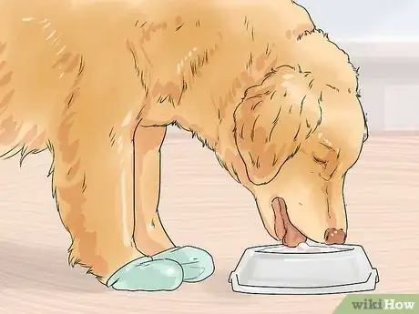 Image titled Help Your Older Dog Navigate Slippery Floors Step 11