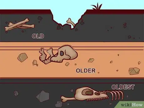 Image titled Date Fossils Step 3