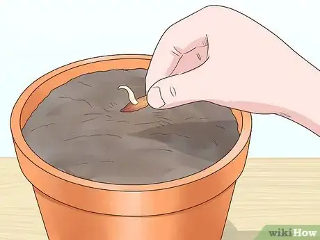 Image titled Plant Date Seeds Step 8