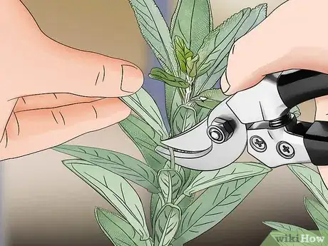 Image titled Grow Herbs in Pots Step 13