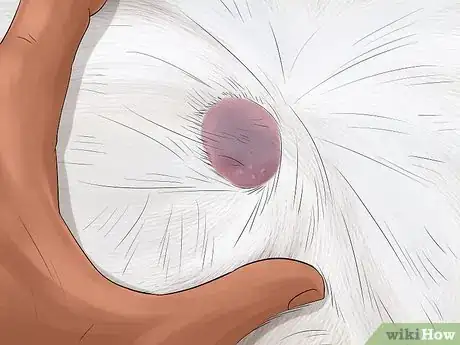 Image titled Detect Common Signs of Illness in Cats Step 2