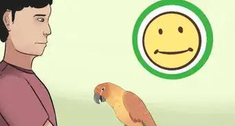 Teach a Conure to Talk