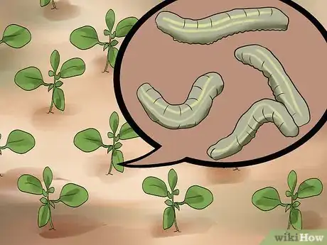 Image titled Grow Cleome Step 21