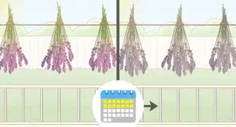 Grow Lavender
