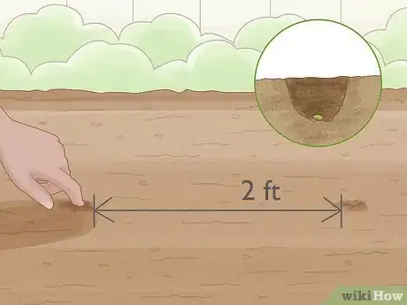 Image titled Grow Licorice Root Step 10