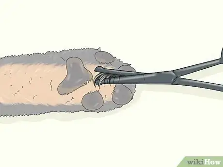 Image titled Wash a Dog's Paws Step 12