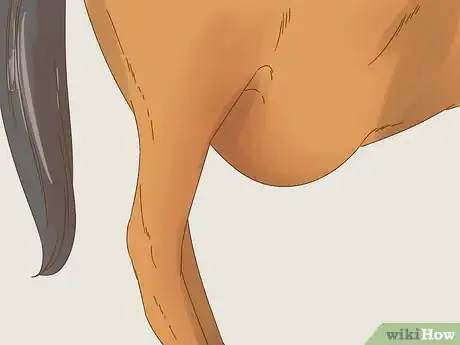 Image titled Care for a Foal Step 12
