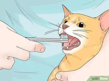 Image titled Take Care of an Aegean Cat Step 3