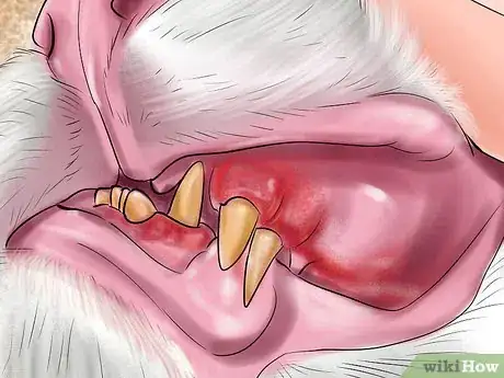 Image titled Diagnose and Treat Vitamin A Toxicity in Cats Step 4