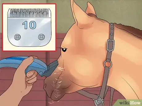 Image titled Groom a Miniature Horse for Show Step 10