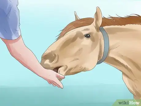 Image titled Prepare for a Horse Show Step 18