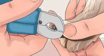 Groom a Longhair Dog