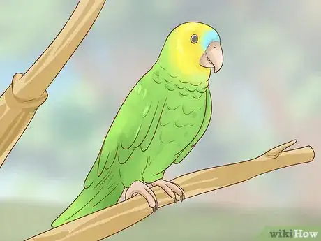 Image titled Choose an Amazon Parrot Step 1
