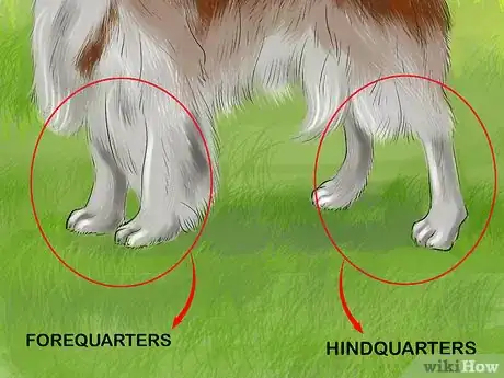 Image titled Identify a Welsh Springer Spaniel Step 4