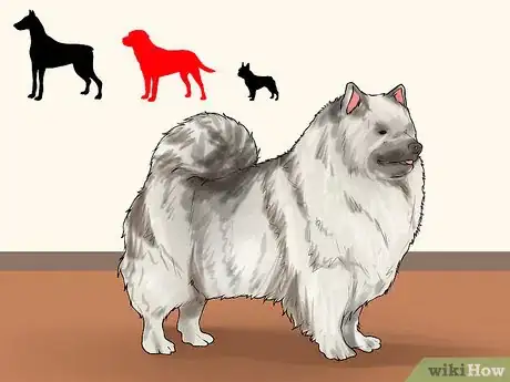 Image titled Identify a Keeshond Step 5
