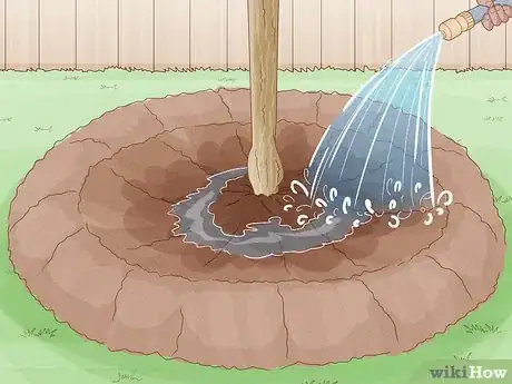 Image titled Grow Mandarin Trees Step 9