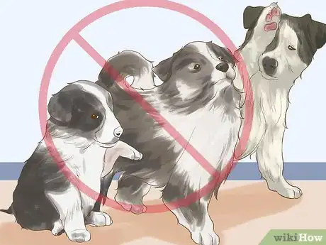 Image titled Adopt Multiple Dogs at One Time Step 2