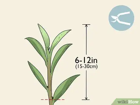 Image titled Take Hardwood Cuttings Step 3